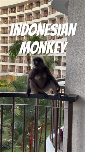#wildlife #funny #monkey #travel #solo #beach #bali #indonesia #cute #viral #trending #viralshort