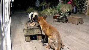 8.5M views · 232K reactions | This is a European Badger and a Red Fox...