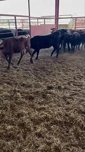 ******SOLD****** 30 fresh Corriente potential heifers, large majority solids 100% pure Corriente, stout frame and bone, good horn and base Ranch raised, wormed, vaccinated, and on feed Call for pricing Located in Marlin, TX Delivery available 936-524-3056 | Hoffmann Cattle Co.