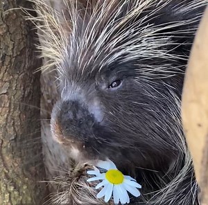 72 reactions | Meet Ms. Bean Pole, our rescued north american...