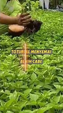 toturial menyemai benih cabe yang benar