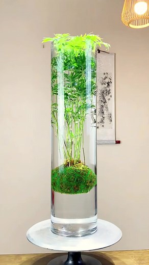 Creating a Colorful Fish Tank Display for Your Home