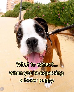 421K views · 14K reactions | What to expect... when you're expecting a boxer puppy! | Bobby from the bin | Facebook