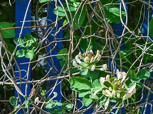 How to get a honeysuckle vine back on track