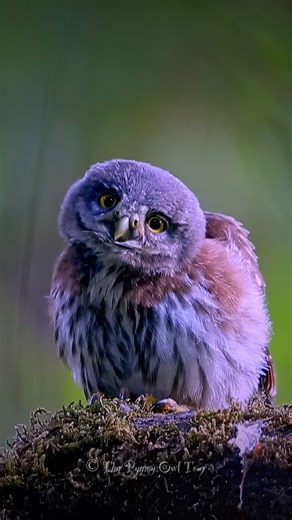🦉💕 Northern Pygmy Owl Baby ❤️🦉 . . . #thypygmyowltour #wildlife #nature #photography #northernpygmyowl #METAAI #october #fblifestyle 📸 Original photo by me, AI adds the magic! ✨ | Thy Bun