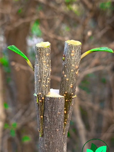 Spring Plant Grafting Techniques for Fruit Trees