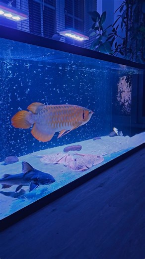 Night time feeding in the monster fish mega tank 💤 - Monster fish MEGA tank- ⚫️ Water change - 40% Once per week ⚫️ Feeding - 1x per day (Prawns, squid, basa & mussels) ⚫️ Volume - 1620 litres with inbuilt sump filter (8ft x 3ft x 2.5ft) ⚫️ Filter media - 35kg (alfagrog, ceramic, biohome, 2x sponges, and filter fleece ) ⚫️ Aeration: 1.9m Aqua Air Bar (from Aqua Aeration Systems Ltd) with 30lpm ACO-9810 air pump. Full video over on YouTube- "Aquatic Elements" - #aquarium #monsterfish #stingray #