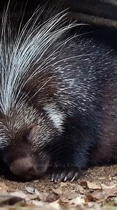 A lost newborn fox found warmth in the most unexpected place 🦊🤍 A mother porcupine allowed the tiny kit to rest beside her own babies—until the fox’s real mother bravely returned to carry her baby home. Nature still knows compassion. 🌿✨ #animals #wildlife #rescue #Heartwarming #kindness #inspirational | Inspirational Acts of Kindness