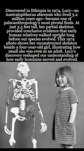 Lucy: The 3.2 Million Year Old Ancestor That Changed Our Understanding of Human Evolution #Lucy