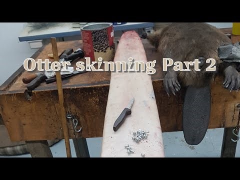 Otter Skinning - Part 2 Fleshing