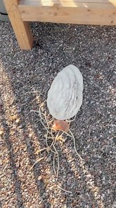 This person was making a pizza in their new pizza oven. However, as they placed the pizza inside, it didn't peel off the pizza peeler. When they pulled the peeler back, the pizza came back out and fell to the ground. | Jukin Copyright Management | Facebook