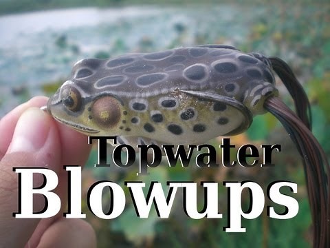 Big Topwater Frog Blowups in HD (Hat Cam Bass)