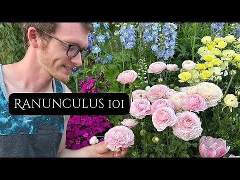 Growing Ranunculus 101! Tips + Tricks // Johns Plant Adventures
