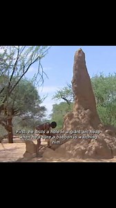 One of the ways a bushmaster can find water. #interesting #nature | Rationalist