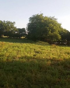 Summer is a busy time at WildCare. While we are still admitting new patients every day, some of the young animals that came in this spring are ready for release. These two American kestrels were recently released back to the wild. There’s nothing better than watching once orphaned or injured raptors fly off into their new life! Video credit: Mason Wade, WildCare Oklahoma #wildcareoklahoma #wildlife #animals #conservation #wildliferehabilitation #nonprofit #wildliferehab #wildliferescue | WildCar