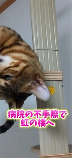 [病院の不手際で虹の橋へ]可愛い声でお返事する猫Crossed the Rainbow Bridge due to hospital negligence.