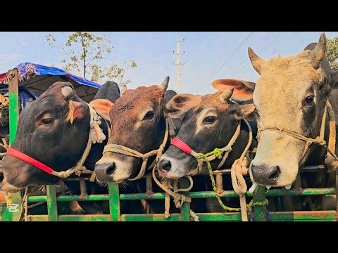 Cow unloading, cow videos, big cow video, biggest cow video, Bangladeshi cow video, EP-91