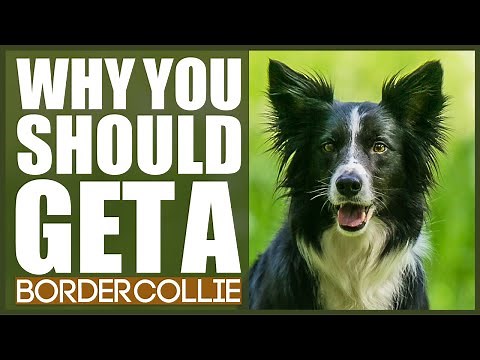 BORDER COLLIE! 5 Reasons Why YOU SHOULD Get A Border Collie!
