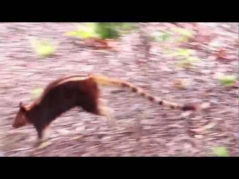 Tree Kangaroo jumps from tree and hops away