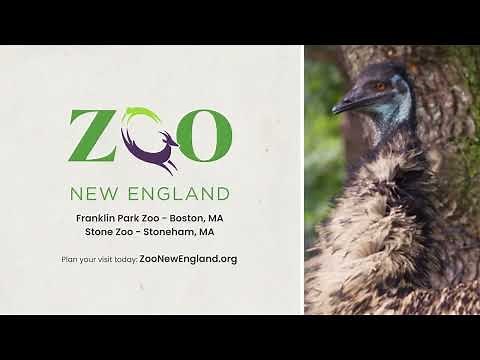 Zoo New England: Zoo What Makes You Happy