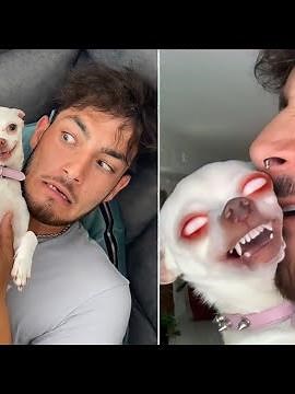 🔥 The most Angry Chihuahua Compilation 😡 | mreviatar TikTok