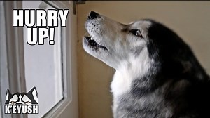 67K views · 9.4K reactions | Key burps with excitement when he finds out his best friend is coming over and tells him to hurry up! | Keyush the Stunt Dog | Facebook