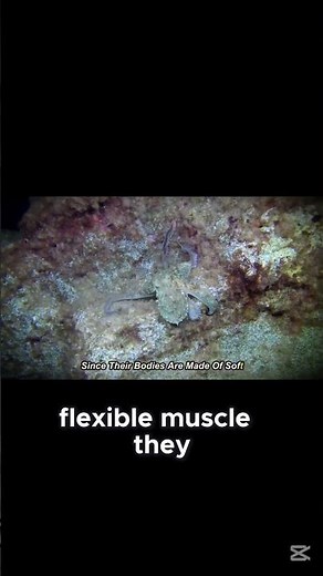 "Did You Know Octopus Escape Artist: How It Squeezes Through Tiny Holes! 🐙🌀"