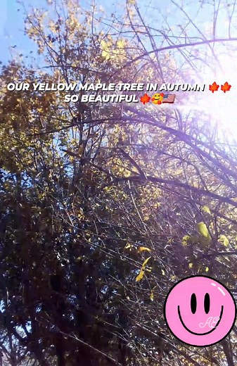 YELLOW MAPLE TREE IN OUR OWN YARD--AUTUMN SEASON 殺 | Rnel Pacifica | Facebook