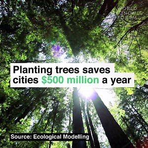 Money doesn't grow on...perhaps it does. Read more: http://wef.ch/2whDg5V | World Economic Forum