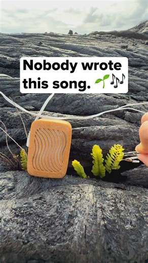 7.9K views · 1.1K reactions | Fern music.  This fern is one of the...