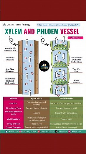 Xylem and Phloem Tissue | Transportation in Plants | Biology | GK