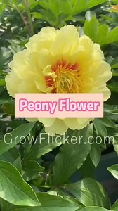 62K views · 563 reactions | .Ranunculus Lush, layered blooms that bring a touch of luxury to your garden!  Low maintenance, high impact. #RanunculusElegance #GrowFlicker #GardenLux #LayeredBeauty #BoldBlooms #EffortlessGarden | Grow flicker7 | Facebook