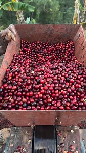 Coffee production: pulping coffee cherries so as to remove the seeds (beans). ❤️ | This Is Laikipia