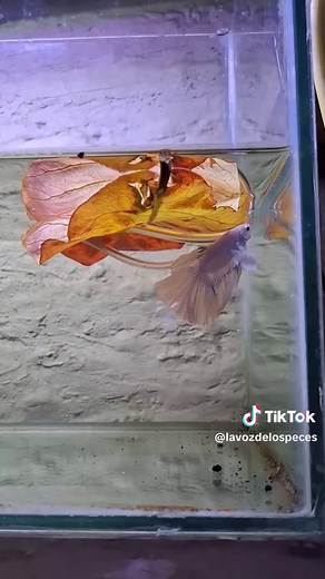 Peces Betta Destruyen Nido de Burbujas