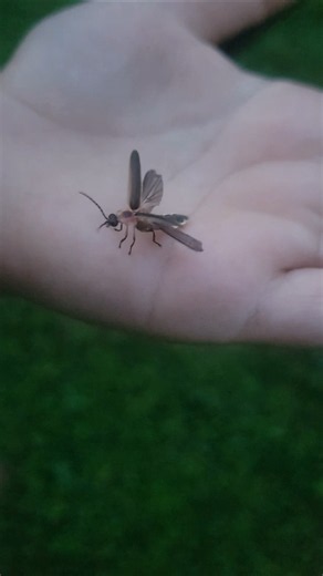 Catching Lightning Bugs #fireflies #lightningbugs