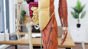 clip-3584111927-detailed-human-anatomy-model-displaying-half-skeleton