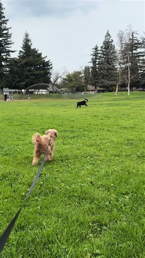 The exact moment the switch flipped #dog #dogsoftiktok #dogs #animal #instinct He knew instantly.