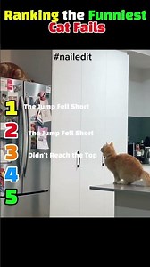 Ranking the Funniest Monkey Fails