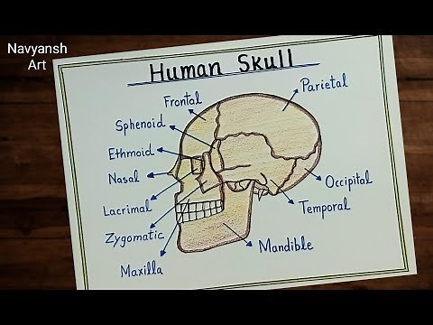 Human Skull diagram drawing/How to draw Human skull labeled diagram step by step