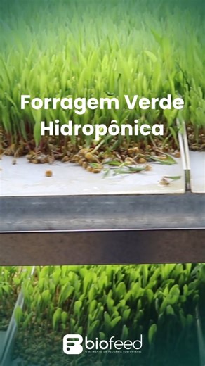 BIOFEED BRASIL on Instagram: "Quando a nutrição é viva, os resultados aparecem em qualquer criação. A Biofeed leva a Forragem Verde Hidropônica para gado de corte, leite, suínos, aves, equinos e ovinos, sempre com a mesma premissa: mais qualidade, mais eficiência e mais resultado no cocho. Produzir mais com segurança, reduzir custos e entregar um alimento naturalmente potente é o que move a nossa ciência. E cada tapete de FVH é a prova de que a performance acontece quando combinamos nutrição viv