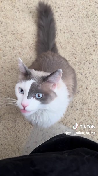 ooh big yawn #cat #catsoftiktok #cats #cutecat #catyawn