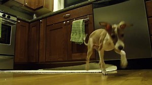 120K views · 1.6K reactions | 3 months old Italian Greyhound doing tricks | CAGED Nationwide - Greyhounds Make Greyt Pets | Facebook