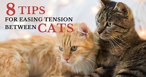 8 Tips for Easing Tension Between Cats - Cat Behavior Associates