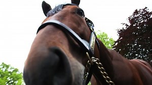 Super intelligent and kind? Hello, American Pharoah