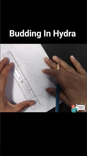Budding in Hydra | Easy Biology Diagram for Class 8 & 10 Science #HydraBudding #biology #stepbystep