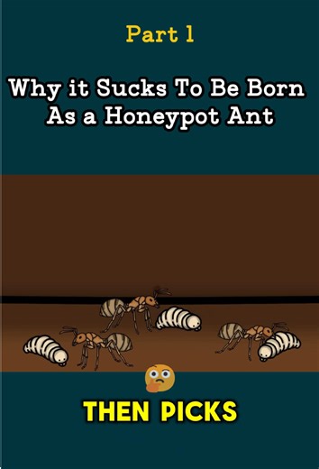 Life Cycle of a Honeypot Ant: From Larva to Replete