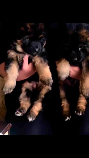 Teddy bears from Felicja and Romeo are 5 weeks olds. If you always wanted a big boned, long coat West German show line German Shepherd with great temperament and health, look no further. They are here and ready to go home in 3 weeks! | Grunwald Haus 2020
