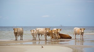 Cows cast away by Hurricane Dorian found alive on Outer Banks