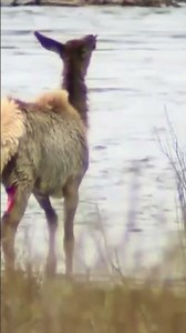 Wolf vs Elk , Yellowstone National Park credit : Yellowstone National Park Service
