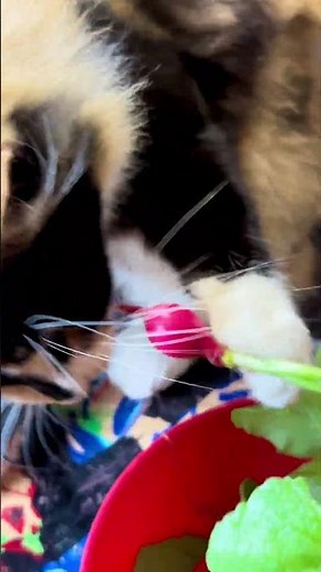 Baby Shrek vs My Radishes 😭🐱 | Skeleton TV Tray Chaos